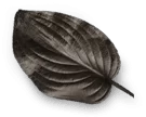 black leaf1