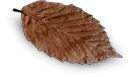 espresso leaf1