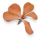 irish leaf