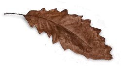 mocha leaf